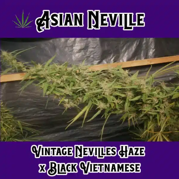 Asian Neville