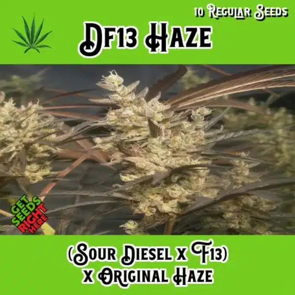DF13 Haze