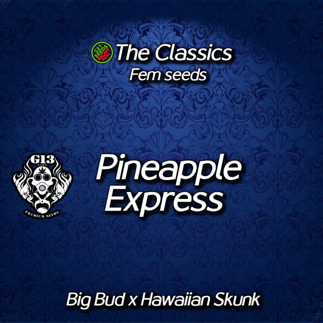 Pineapple Express (fems) Get Seeds Right Here