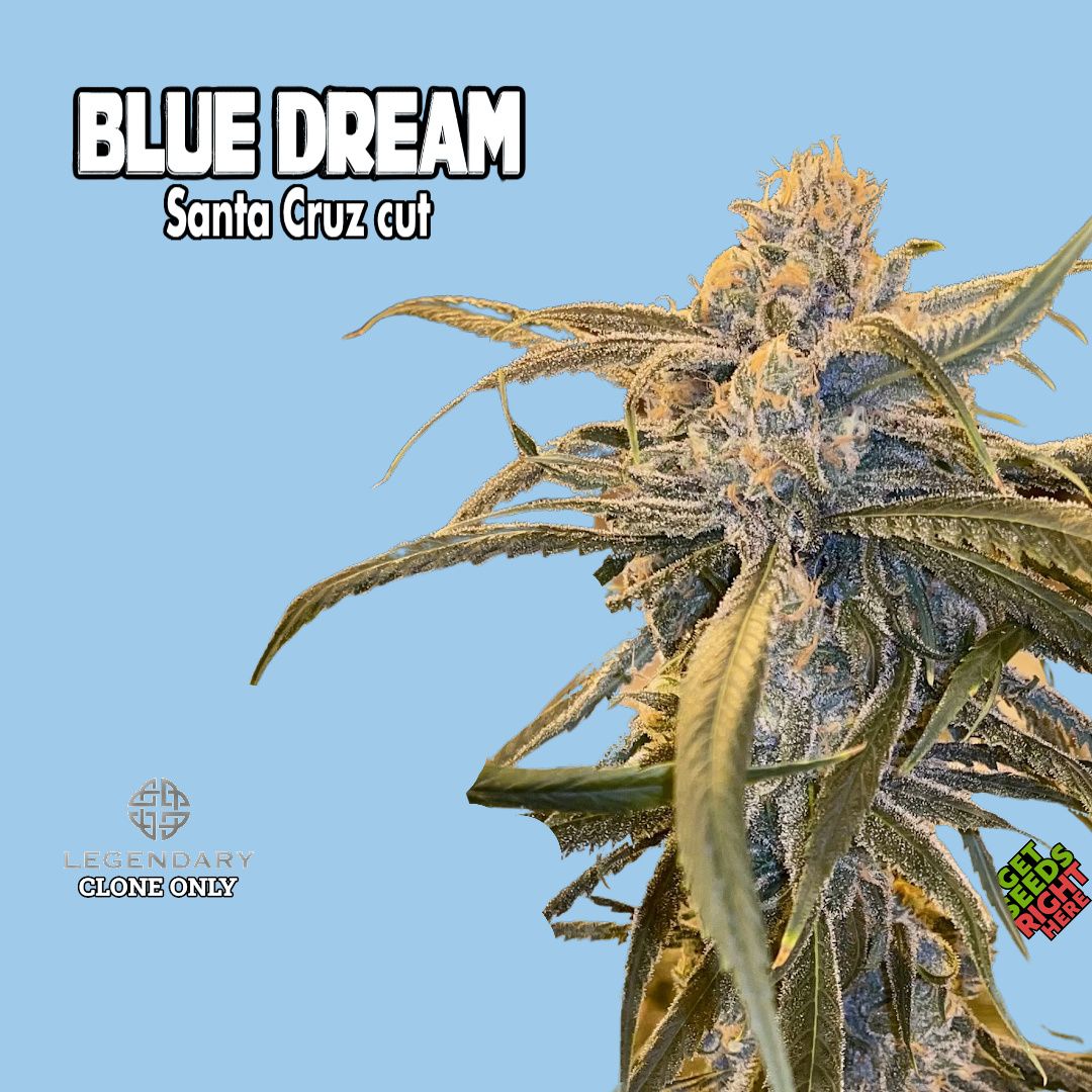 Blue Dream Clone Get Seeds Right Here