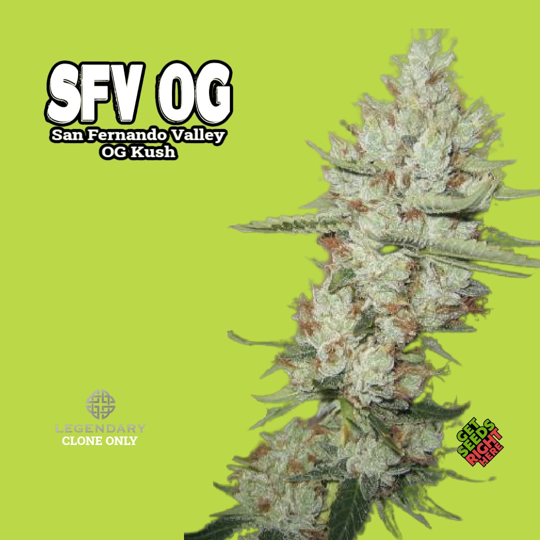 SFV OG Kush (Clone) - Get Seeds Right Here - Order Online!