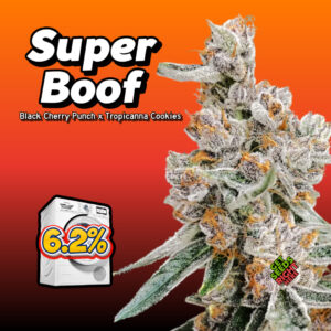 Alt text: "A frosty cannabis plant of the Super Boof strain, coated in white trichomes with orange hairs, displayed against a vibrant orange gradient background. The text 'Super Boof breeder cut clones' is prominently displayed in bold white letters with black outline, along with its lineage 'Black Cherry Punch x Tropicana Cookies' below it. A cartoon washing machine with '6.2%' inside, indicating the strain's terpene content, is on the left side. In the bottom right corner, a green and red icon reads 'Get Seeds Right Here.'"