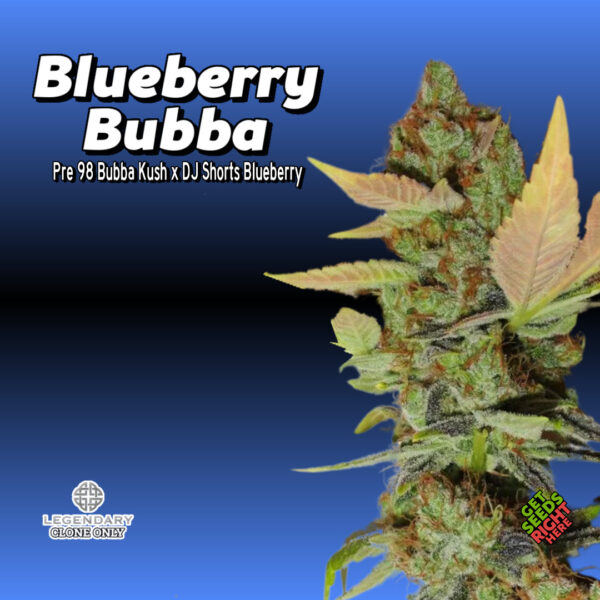 Blueberry Bubba Cannabis Clones