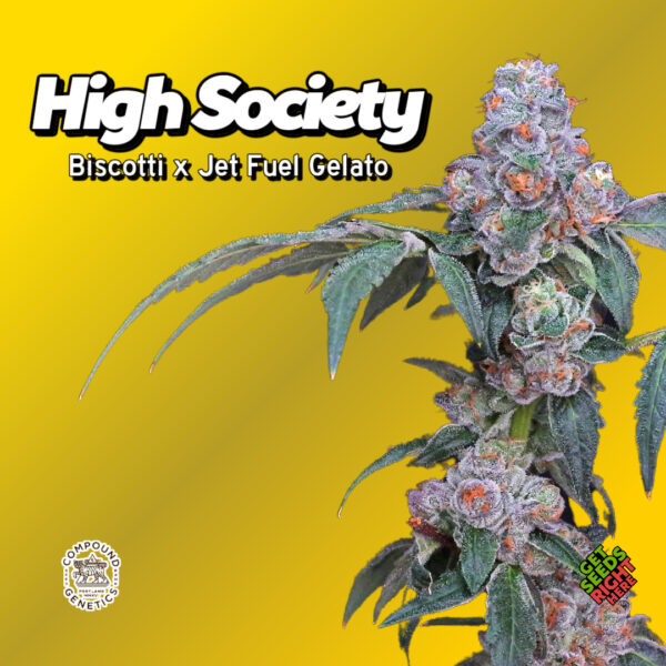 high society cannabis clones