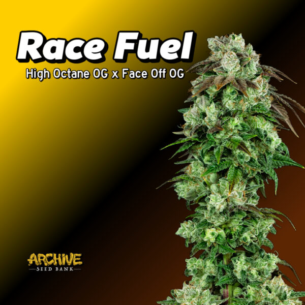 Race Fuel OG Cannabis Clones