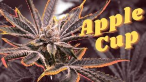 Apple Cup Cannabis Clones - FREE SHIPPING - Image 2