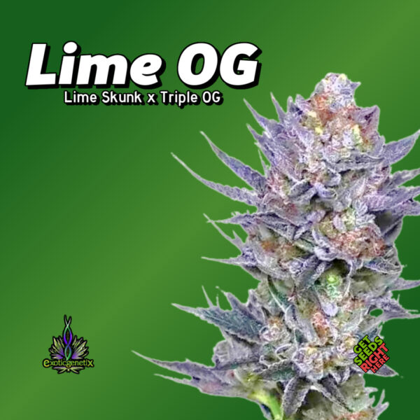 Lime OG Cannabis Clones by Exotic Genetix