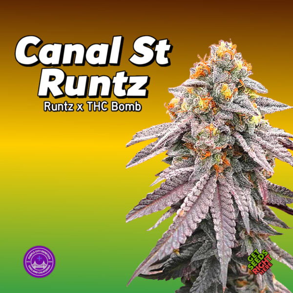 Canal St Runtz Cannabis Clones