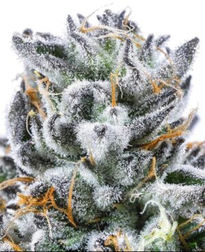 Close-up of Motor Head strain from LIT Farms with frosty trichomes, purple hues, and orange pistils.