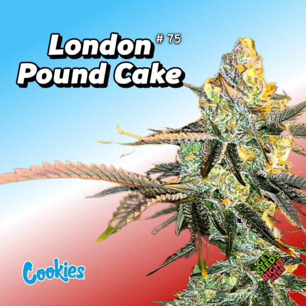 London Pound Cake #75 Cannabis Clones