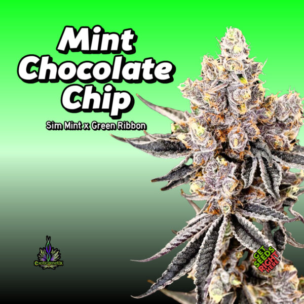 Mint Chocolate Chip Cannabis Clones