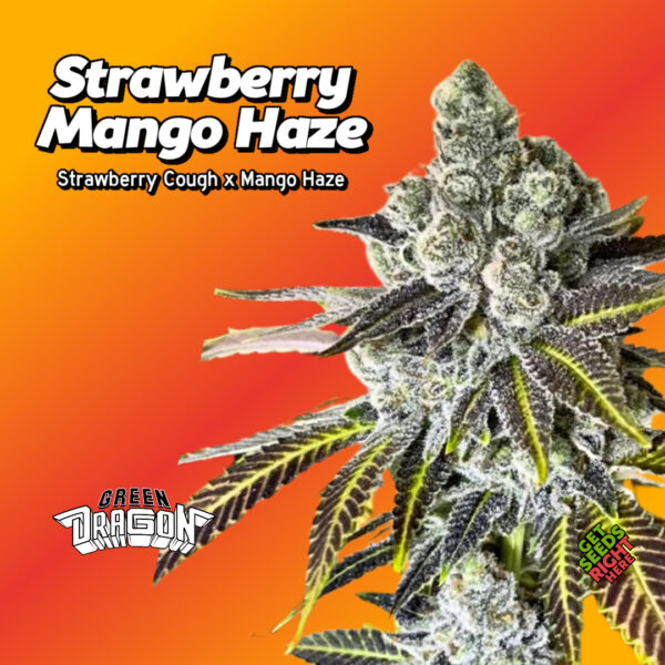 Strawberry Mango Haze Cannabis Clones