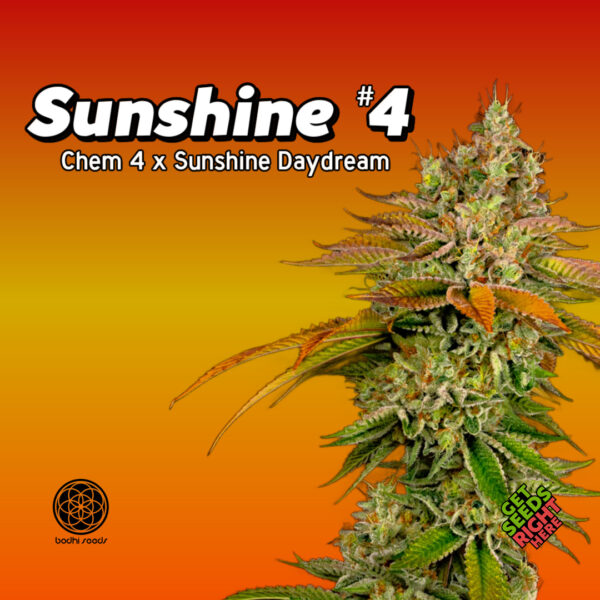 Sunshine #4 Cannabis Clones