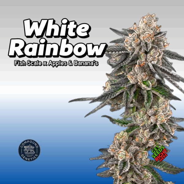 White Rainbow Cannabis Clones