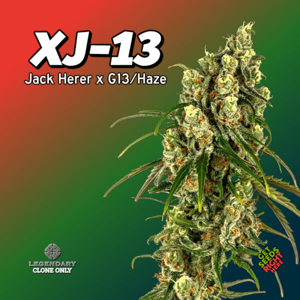 XJ-13 Cannabis Clones