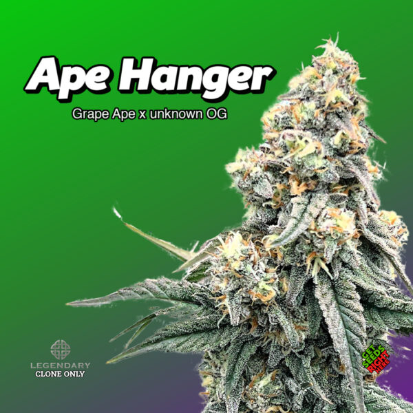 ape hanger cannabis clones