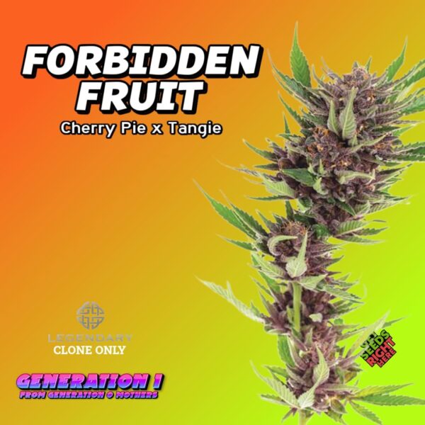 Forbidden Fruit Cannabis Clones for sale