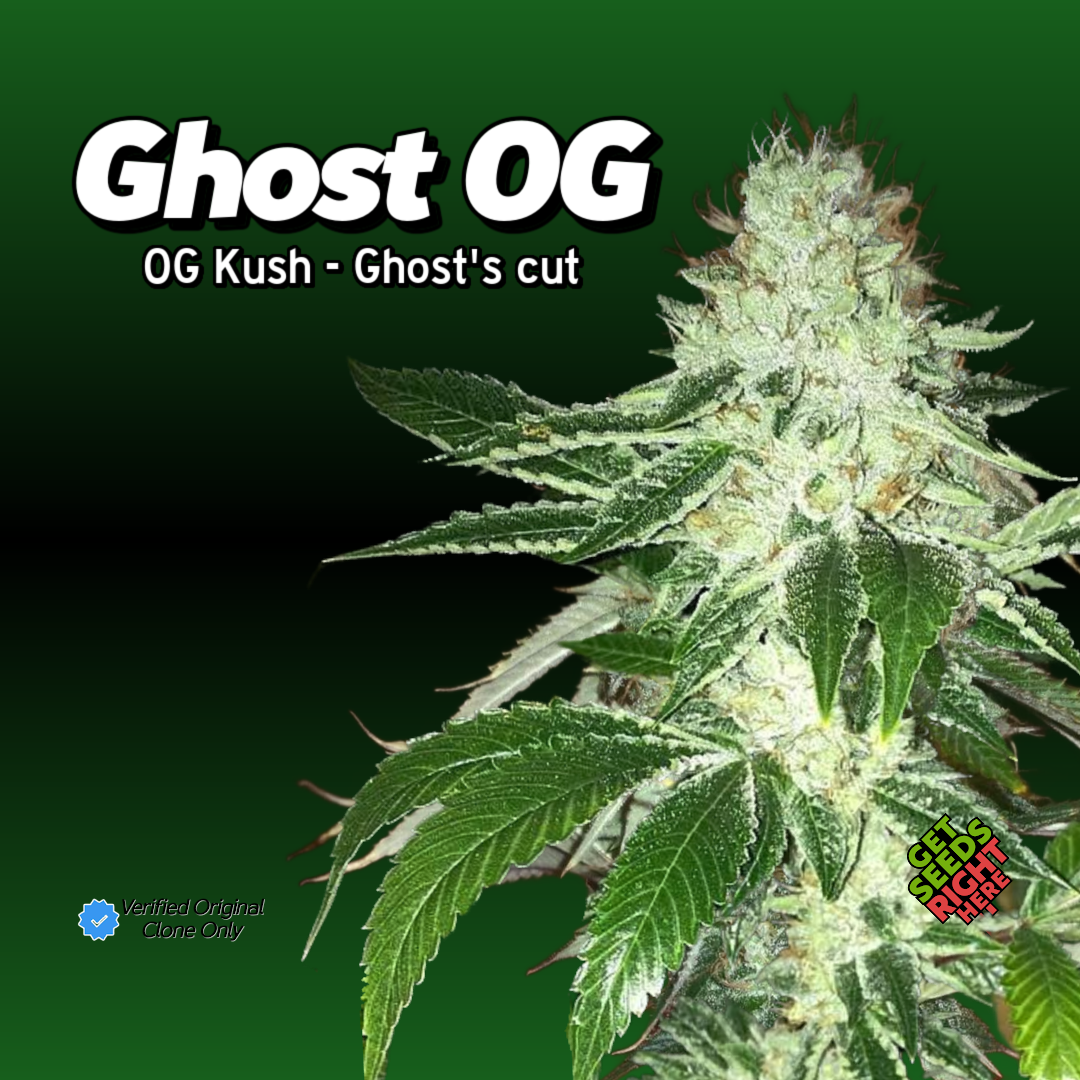 Ghost OG Cannabis Clone Hero Image