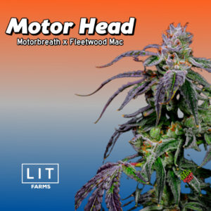 Alt Text: Motor Head cannabis plant from LIT Farms, featuring purple-tinted buds covered in frosty trichomes. Strain: Motorbreath x Fleetwood Mac.