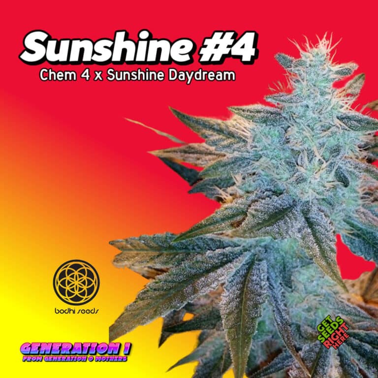 Sunshine 4 Clone Get Seeds Right Here