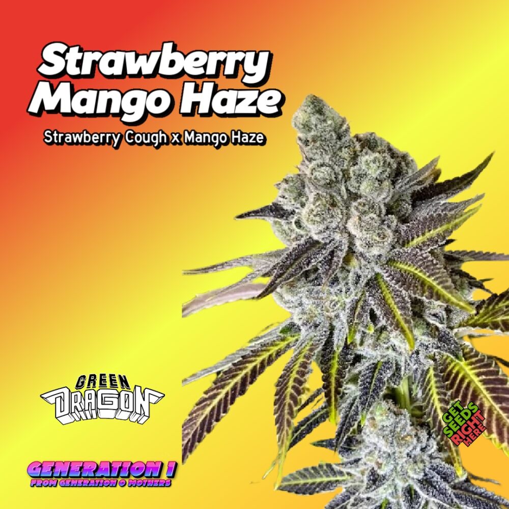 Strawberry Mango Haze (clone) - Get Seeds Right Here