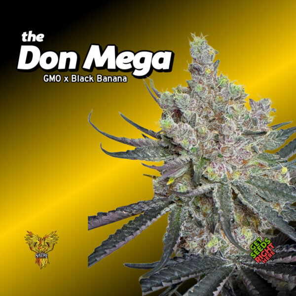 the don mega cannabis clones