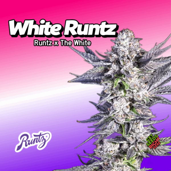 White Runtz cannabis strain – frosty hybrid flower with purple hues