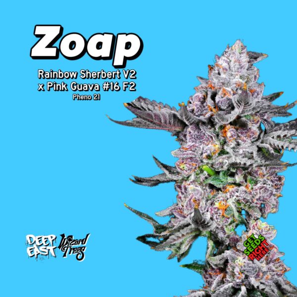 Alt text: "Vibrant cannabis plant labeled ' Zoap Breeder Cut from DEO Farms' on blue background, showcasing Rainbow Sherbet V2 x Pink Guava genetics with dense structure, frosty trichomes, purple and orange coloration, and labeled 'Pheno 21' for strain identification."