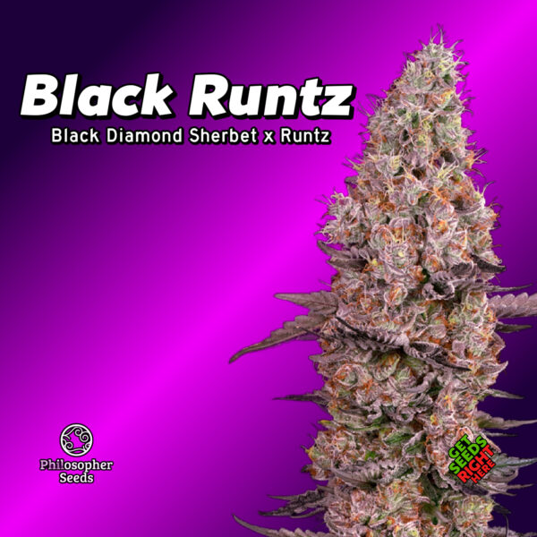 Black Runtz Cannabis Clones