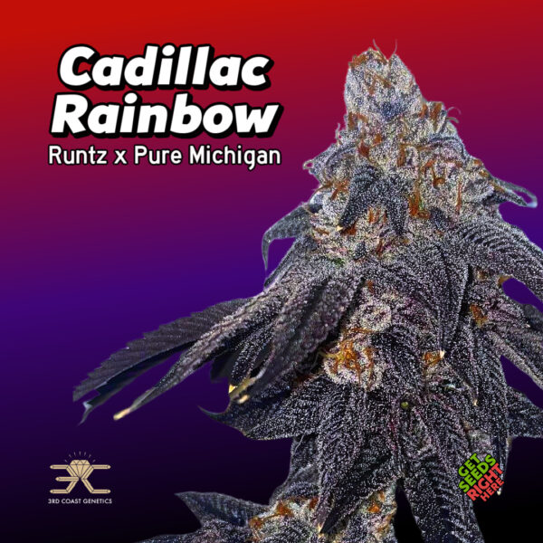 Cadillac Rainbow Cannabis Clones