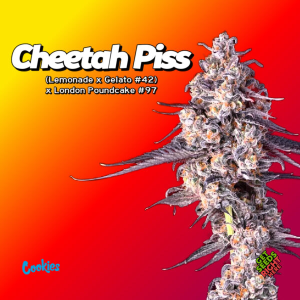 Cheetah Piss Cannabis Clones