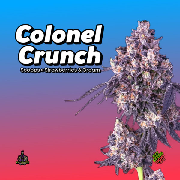 Colonel Crunch Cannabis Clones