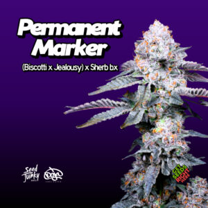 The image showcases the "Permanent Marker" hybrid indica sativa cannabis strain with dense buds covered in thick trichomes, giving a frosty, sparkling appearance. The green and purple leaves feature bright orange pistils. Bold white text above the bud lists its lineage as "Biscotti x Jealousy x Sherb Bx." The background is a gradient purple, making the plant colors stand out. Logos for Seed Junky and Doja Exclusive appear at the bottom, alongside a green label reading "Get Seeds Right Here" on the plant.