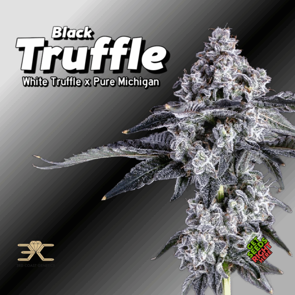 Black Truffle Cannabis Clones