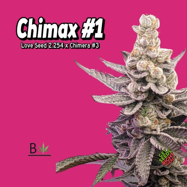 Chimax #1 Cannabis Clones