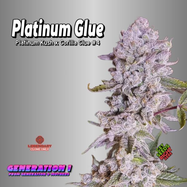 Platinum Glue (Clone)