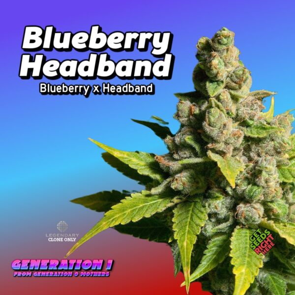 Blueberry Headband Cannabis Clones for sale