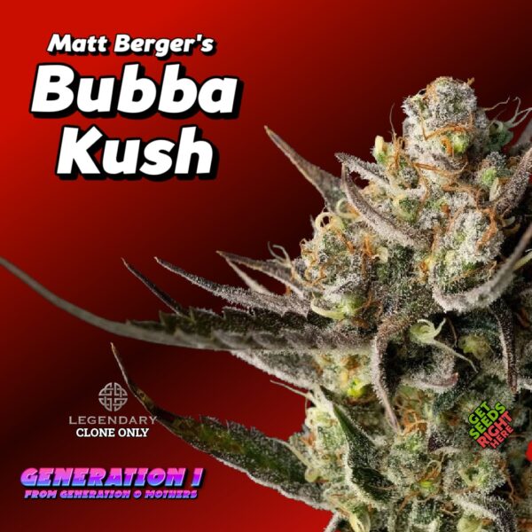 Matt Bergers Bubba Kush Cannabis Clones for sale