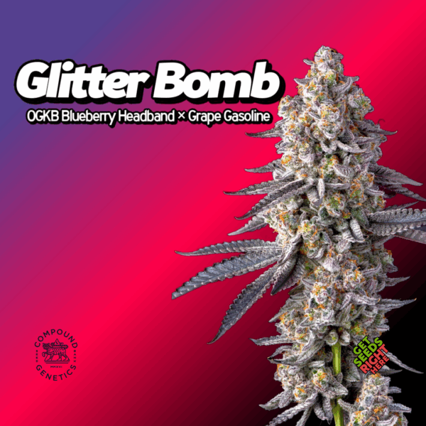 Glitter Bomb aka El Chivo 5 Cannabis Clones