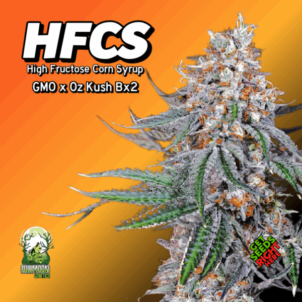 High Fructose Corn Syrup Cannabis Clones