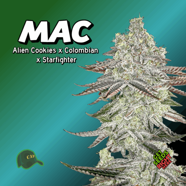 MAC Miracle Alien Cookies Cannabis Clones