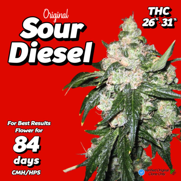 Buy Sour Diesel clones – verified original cannabis plant with dense frosty buds, THC 26–31%, 84-day flowering time.