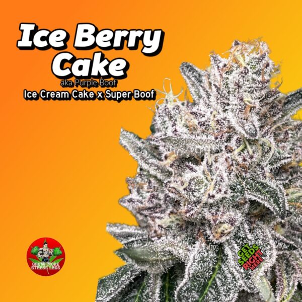 Ice Berry Cake Cannabis Clone – aka Purple Boof strain with dense trichomes and frosty purple buds