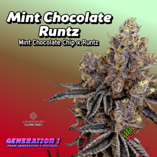 Mint Chocolate Runtz Cannabis Clones