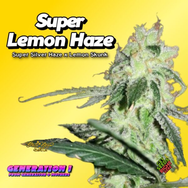 Super Lemon Haze (Clone)