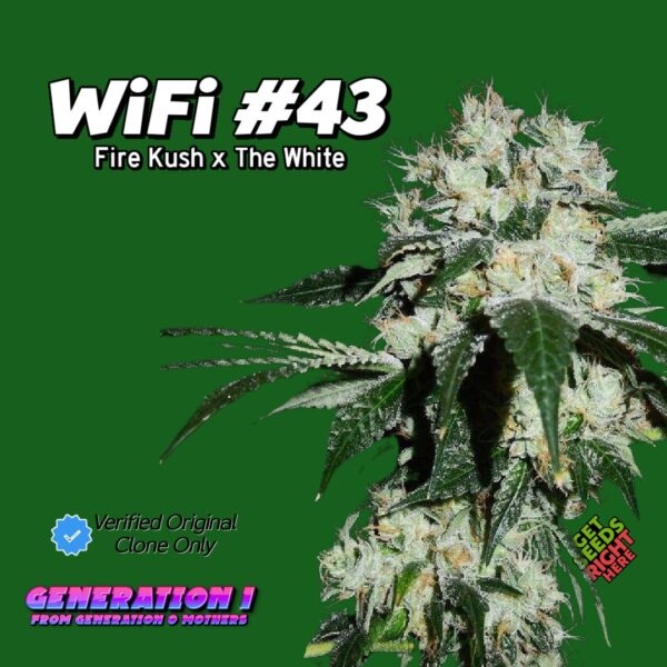 WiFi #43 (clone)