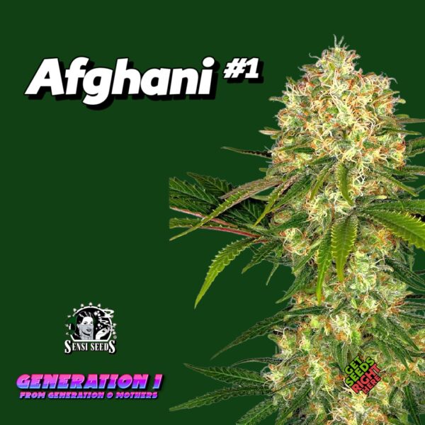 Afghani #1 (Clone)