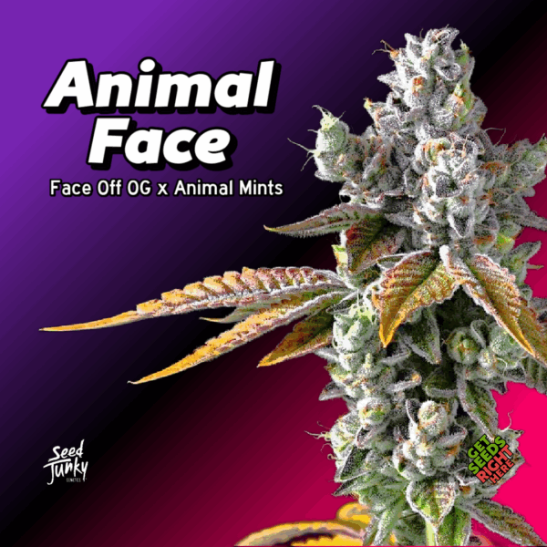 Animal Face Cannabis Clones