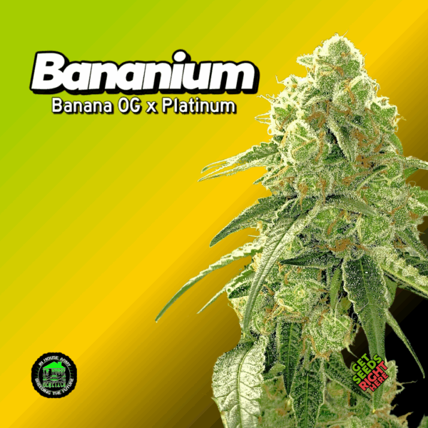 Bananium Cannabis Clones