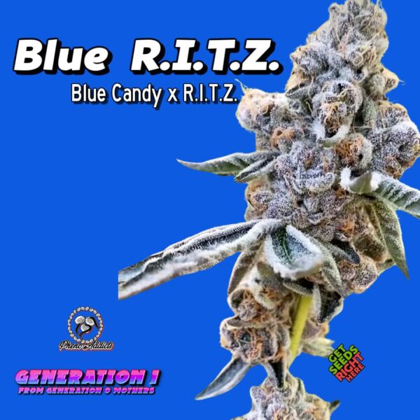 Blue R.I.T.Z. Cannabis Clones